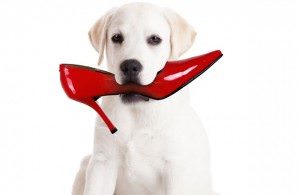 How to get chewed on at work - Photo credit: www.pet360.com