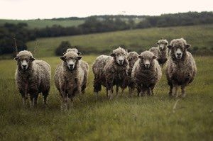 sheep-690371_1280